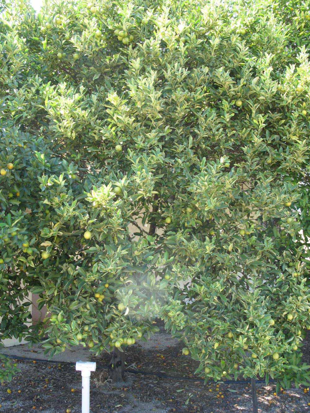              Habit (Winter Haven, FL)       